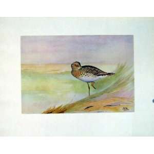  Old Print C1924 Bartrams Sandpiper Color Birds Fine Art 