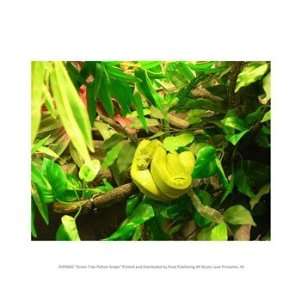  Green Tree Python Snake 10.00 x 8.00 Poster Print
