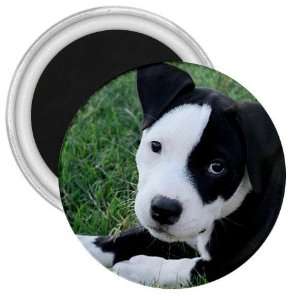  American Pit Bull Puppy Dog 3in Magnet S0013: Everything 