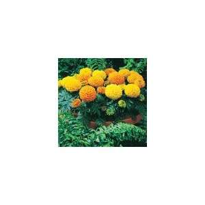  Marigold Antigua Hybrid Mix Seeds Patio, Lawn & Garden