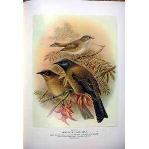  Silver Eye & Bellbird BullerS Birds Of New Zealand