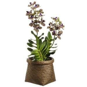  Faux 22 Vanda Orchid Plant in Basket Purple Green: Home 