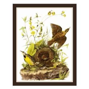   Bird Illustration of the Eastern Meadowlark Arts, Crafts & Sewing