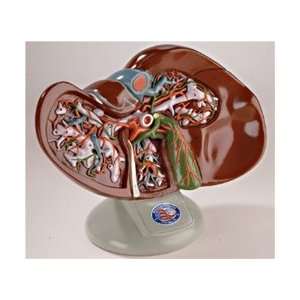 Deluxe Liver and Gallbladder Model  Industrial 