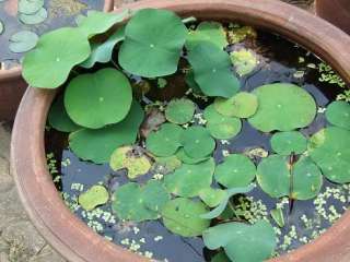   to the new pond they will take 3 4 month from seeds to get bloom lotus