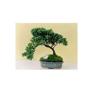 2CHIXGIFTS JUNIPER BONSAI TREE WITH GOLF BALL:  Grocery 