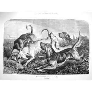  1878 Bloodhound Dogs Trail Hunting Country Fine Art: Home 