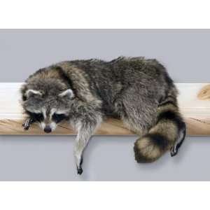  Lazy Raccoon Taxidermy Mount 