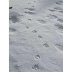  Gray Wolf, Canis Lupus, Tracks Head Across a Snowy Field 