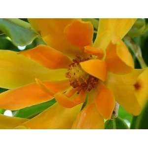  Fresh Joy Perfume Tree (Michelia Champaca) Seeds 