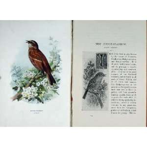  Hedge Sparrow 1901 Swaysland Wild Birds Thorburn: Home 