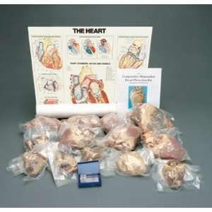  Comparative Mammalian Heart Dissection Kit: Industrial 