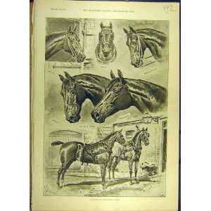   1892 Newmarket Heath Habitues Horses Stables Sturgess