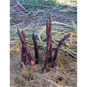  Purple Passion Asparagus, 25 Crowns Patio, Lawn & Garden