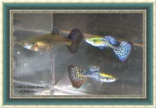 Gorgeous Purple Snakeskin Thai Guppies  