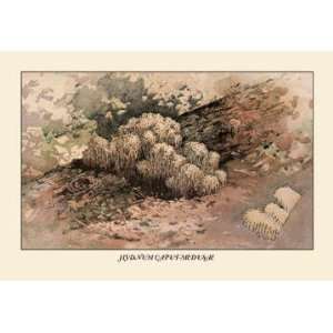  Hydnum Caput   Medusae 12x18 Giclee on canvas: Home 