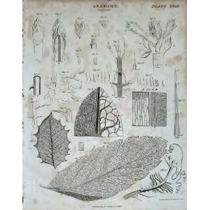   Encyclopaedia Britannica Anatomy Nature Diagrams 1816