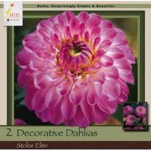   Decorative Dahlia Stolze Elite Pack of 2 Bulbs: Patio, Lawn & Garden