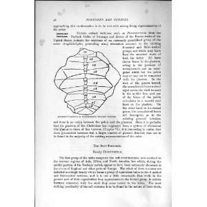  NATURAL HISTORY 1896 CARAPACE WIDE SHIELDED TORTOISE: Home 