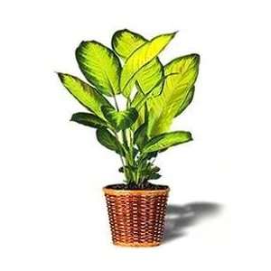  Dieffenbachia   Large: Baby