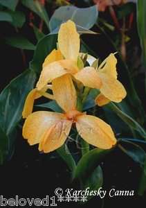 TROPICAL SERIES CANNA SEED TROPICAL YELLOW .. 10 Fresh Seeds  