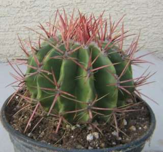Globular Ferocactus pilosus Deep Red Spine cactus 2  