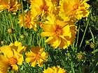 Moonbeam Coreopsis Perennial Plant   Drought Resistant   Potted 