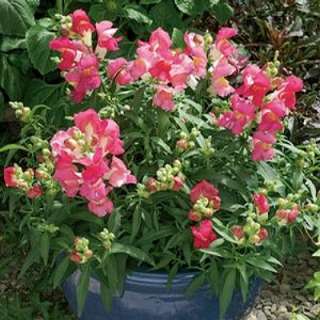 B4009 Antirrhinum majus Snapdragon Dwarf Rose Pink 3500 Fresh Flower 