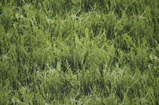 LONGHORN or CATTLE HERD PASTURE GRASS   ELIZ. STUDIOS  