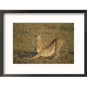 Two African Cheetahs on the Plain Collections Framed Photographic 