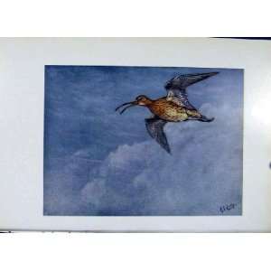  European Curlew Colored Old Print Fine Art Bird Duck: Home 