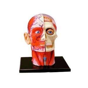  Human Head Anatomy Model Toys & Games