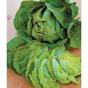  Lettuce, Ez Serve 15 Seed Tape Patio, Lawn & Garden