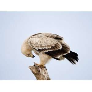 Close Up of a Tawny Eagle, Samburu National Park, Rift Valley Province 