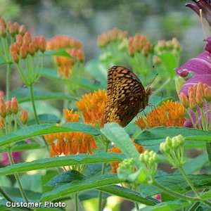  Butterfly Weed Seeds Patio, Lawn & Garden