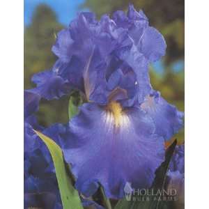   Falls Reblooming Bearded Iris   1 rhizome Patio, Lawn & Garden