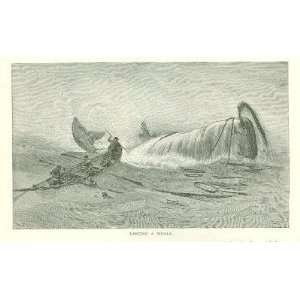    1890 Perils Romance of Whaling Whalers Whales 