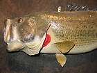Largemouth Bass Fish Real Skin Mount Taxidermy Smallmou..​.