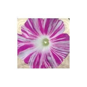  Sibyls Dance Morning Glory Seed Pack: Patio, Lawn 