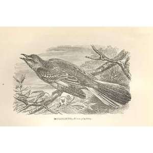  Mocking Bird 1862 WoodS Natural History Birds: Home 
