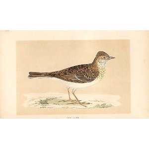  Sky Lark British Birds 1St Ed Morris 1851
