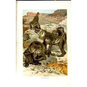   FAMILY BABOONS ANIMALS NATURAL HISTORY 1893 94 COLOUR