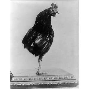 President Theodore Roosevelts pet one legged rooster,animals 