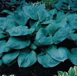 hosta BIG BLUE Many To Pick From large huge shade ***1 Live Potted 