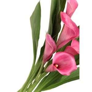  Background Cards Rehmannii Pink Calla Lily Health 