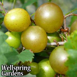 Grape Vine Plant Welder Muscadine Live   Bronze Fruit  
