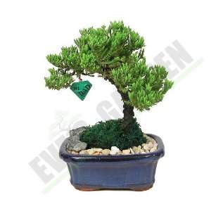com Fathers Day Special Bonsai Tree   Japanese Juniper 3 4 Year Old 