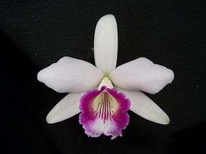    alba Lip Service x self orchid plant species RARE cattleya  