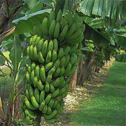 Banana Tree Gran Nain Chiquita Brand Banana plant [TE017]  
