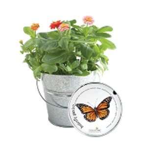   Mixed Zinnia Garden in a Pail for Kids #PSK P ZIN GN: Everything Else